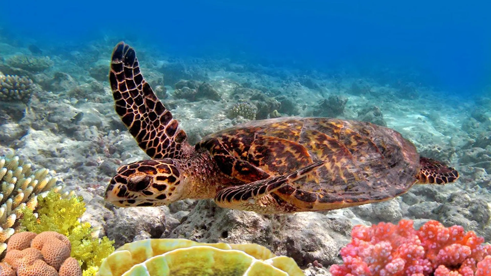 Вилла Kihei Kai Nani 13231 США